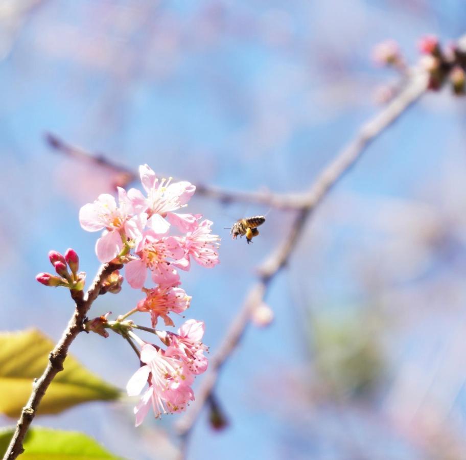 Mon Bac Home Đà Lạt Ngoại thất bức ảnh
